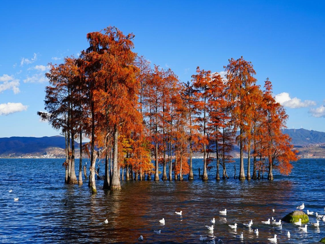 昆明大理丽江双飞 6 日游 —— 纯玩无购物